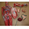 170/80 cm detachable display systemic human muscle anatomy model