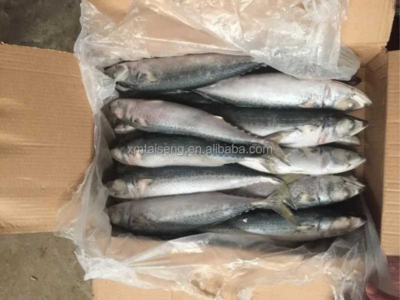 Wholesale Cheap Seafood Frozen Fresh Pacific Mackerel Fish Whole Round