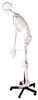 Flexible human skeleton model