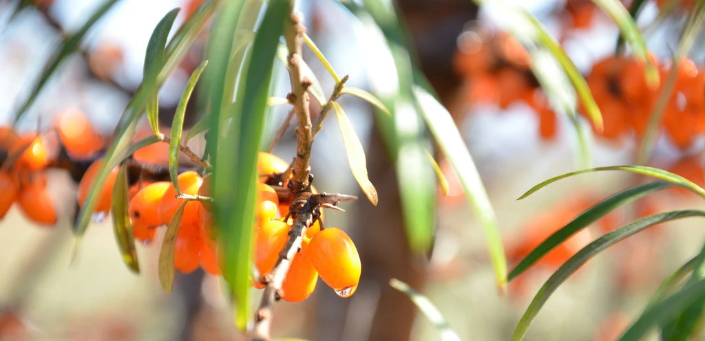 freeze dried seabuckthorn extract sea buckthorn fruit powder