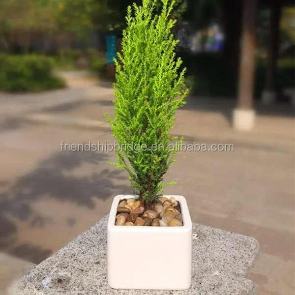 Live Christmas Tree Monterey Cypress 'goldcrest' For