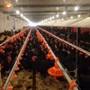 Pan Feeding System Hot Sale Chicken Poultry Farm Equipment