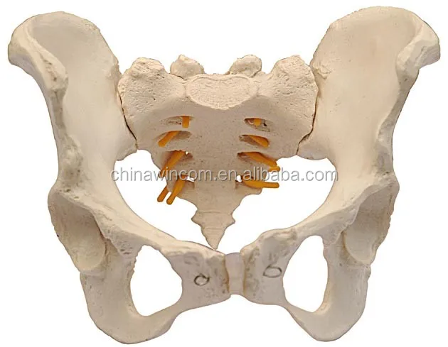 Teaching female pelvis anatomic skeleton model