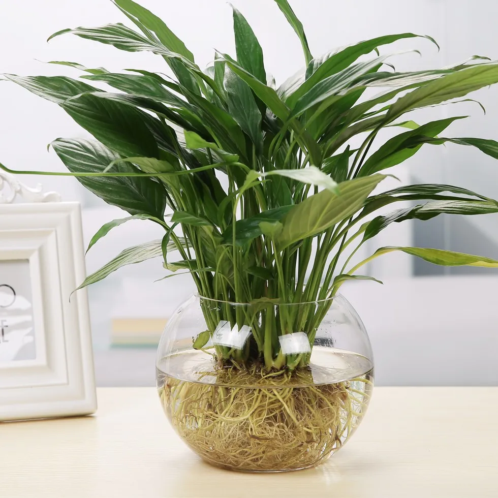 2017 Wholesale 12cm/13cm/ Diameter Round Ball Clear Glass Vase/ Fishbowl/fish Tank/aquarium