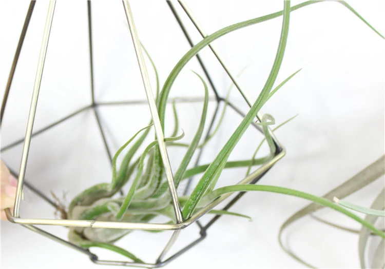 Geometric Airplant Flower Hanging Iron Electroplating