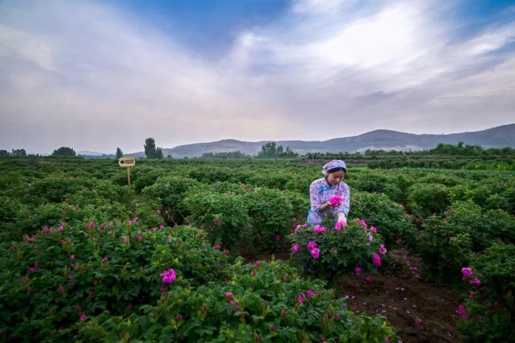 平阴玫瑰种植基地