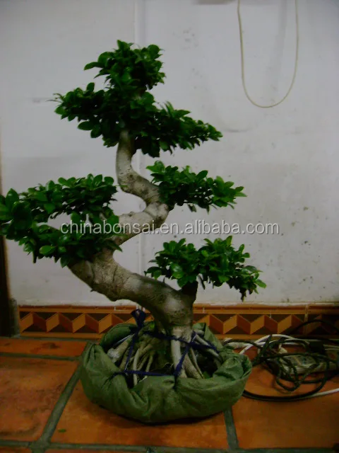 Ficus microcarpa S-shape bonsai