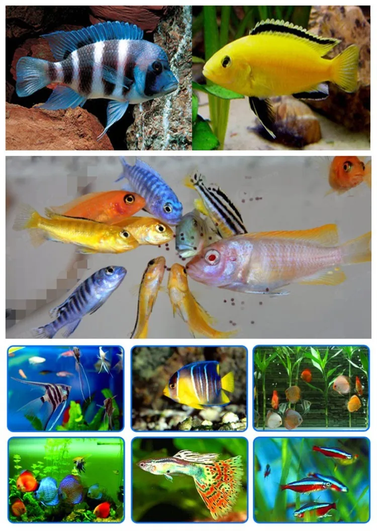 tropical fish flakes bulk