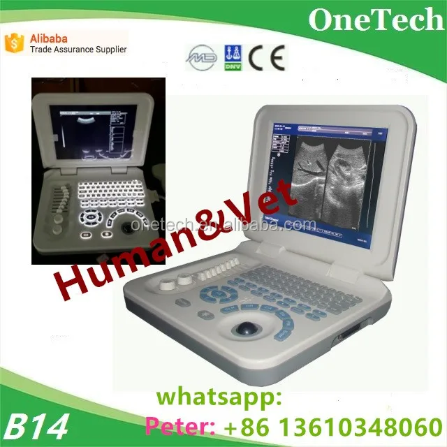 5500 Koleksi Gambar Binatang Seperti Kucing HD