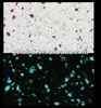 Luminous Stone (kitchen and bathroom security line)--decoration material for kitchen and public