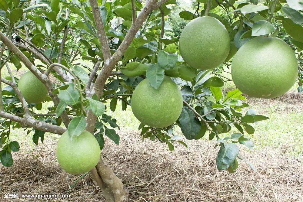 Wholesale Grapefruit Seedings Citrus Decumana Low-late Pomelo Seeds ...