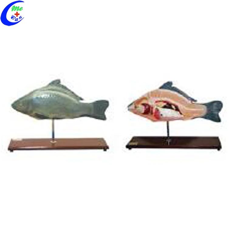 Fish Dissection Model,Fish Teaching Model,Fish Anatomy Model - Buy Life ...