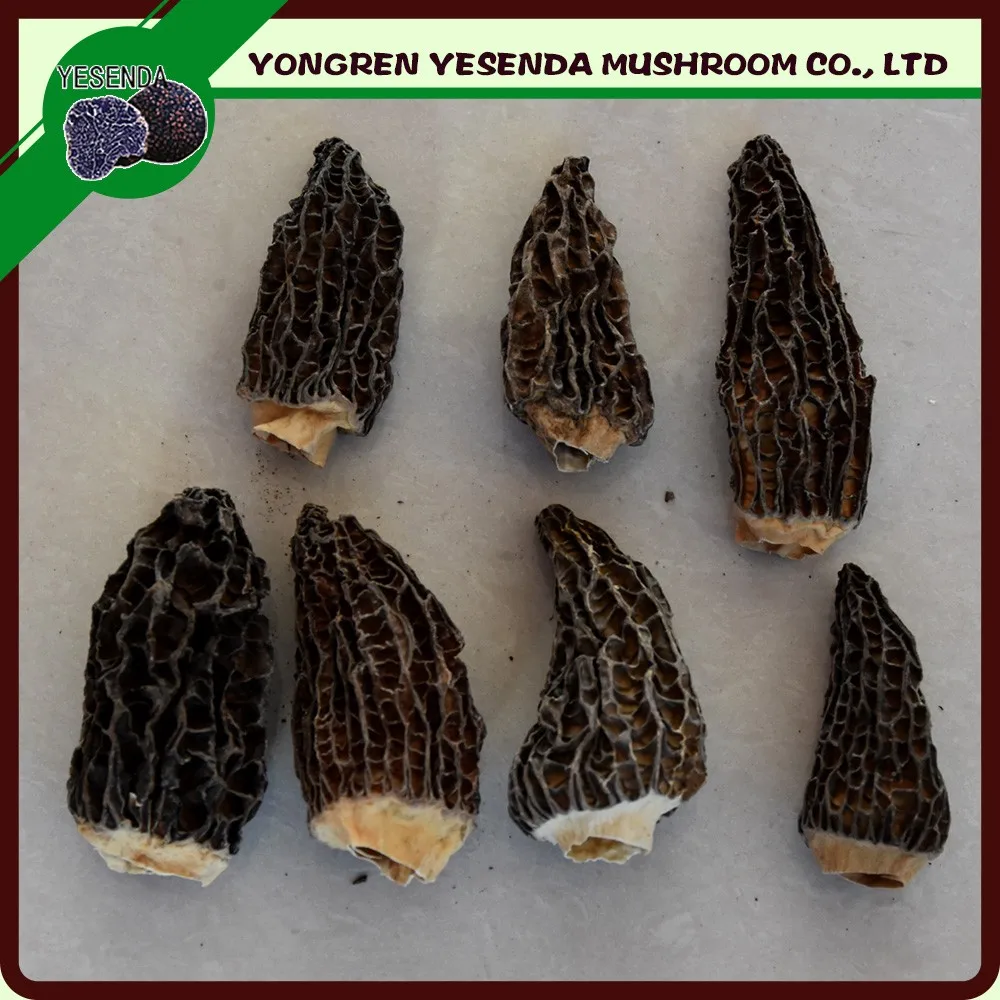 Dried Morel Mushrooms For Sale - Buy Dried Morel Mushrooms For Sale