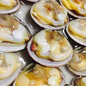 High Quality Live Baby Clam In Shell