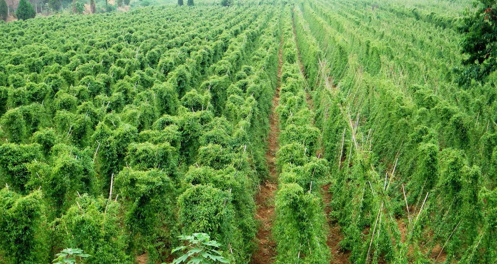 gmp & kosher certified wild yam extract