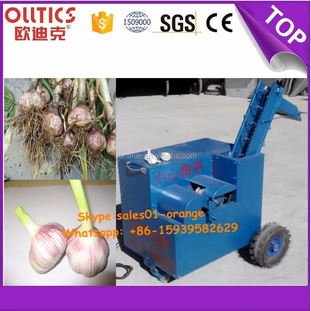 Fresh Garlic Root And Leaves Cutting Machine Buy Fresh Garlic Root
