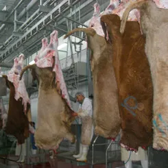250 Cattle Hour Halal Meat Processing Humane Beef Slaughterhouse