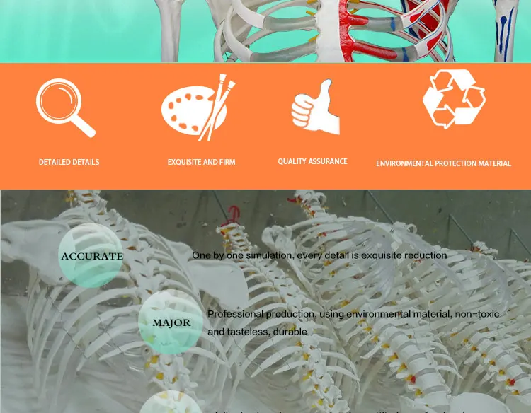 2 Life size skeleton.jpg