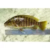 Wholesale Zebra Cichlid Ornamental Aquarium Fish