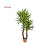Whloesle Subtropics Climate real looking good quality indoor and outdoor green plant