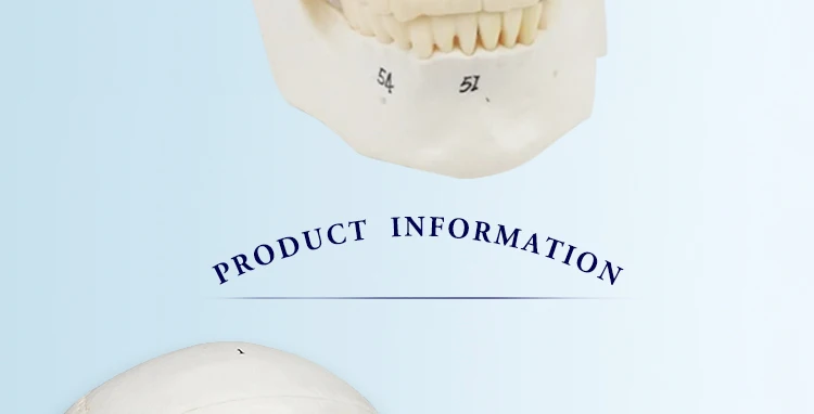 3 anatomical skull model.jpg