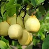 2019 Chinese fresh yellow Ya pear