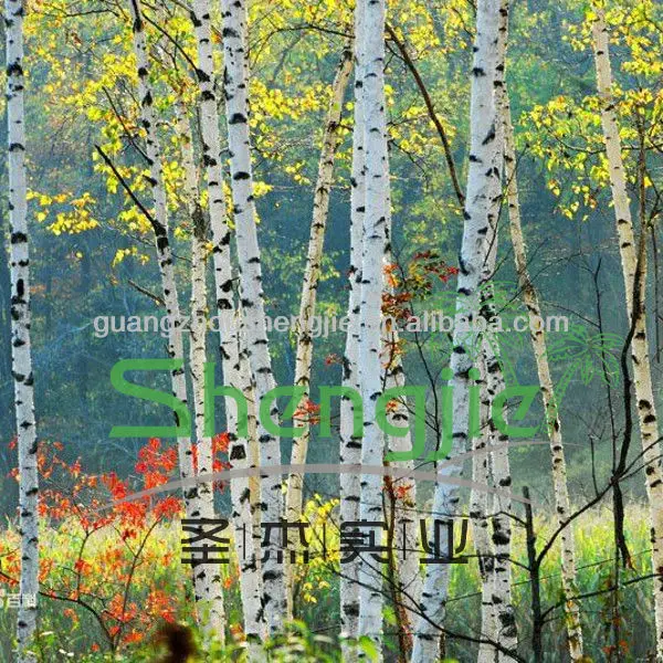 paper birch trees for sale paper birch trees for sale