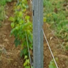 Easy to install long life galvanized Grape post