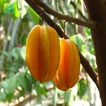 2 5m max height seedling plant averrhoa carambola star fruit sapling buy star fruit sapling star fruit seedling averrhoa carambola product on carambola