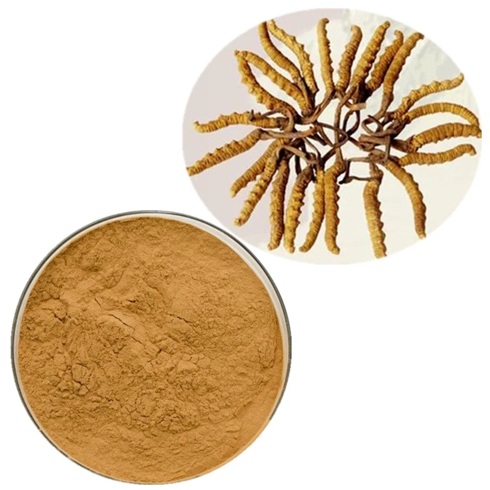 
organic cordyceps militaris medicines sinensis extract cs4 ophiocordyceps 
