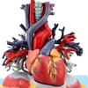 Human heart lung link model,Medical respiratory system model,Advanced medical model of heart lung and trachea