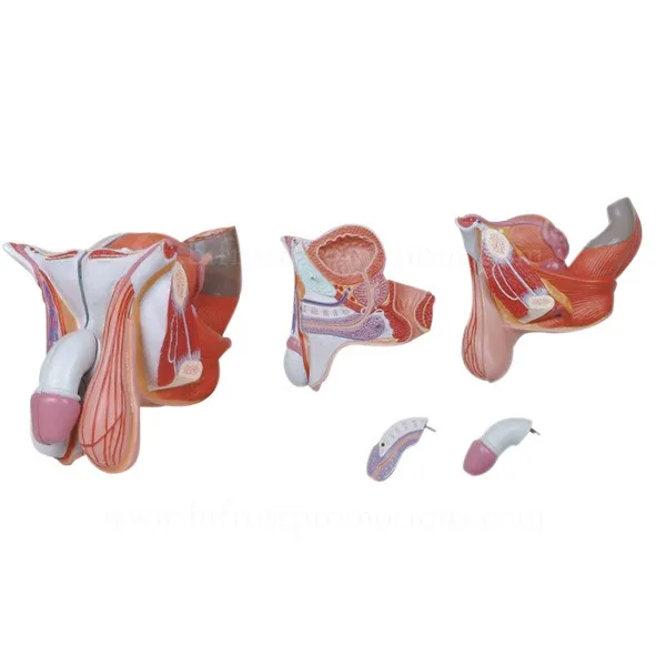BP72105 male genital organs model 2w