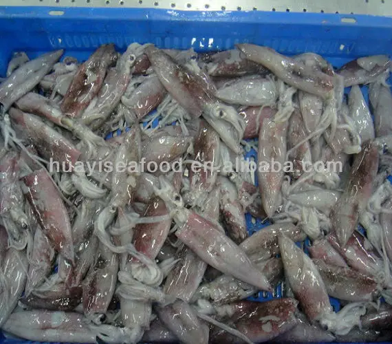 Frozen Seafood Squid Export Squid Buy Frozen Seafood Exporters Squid