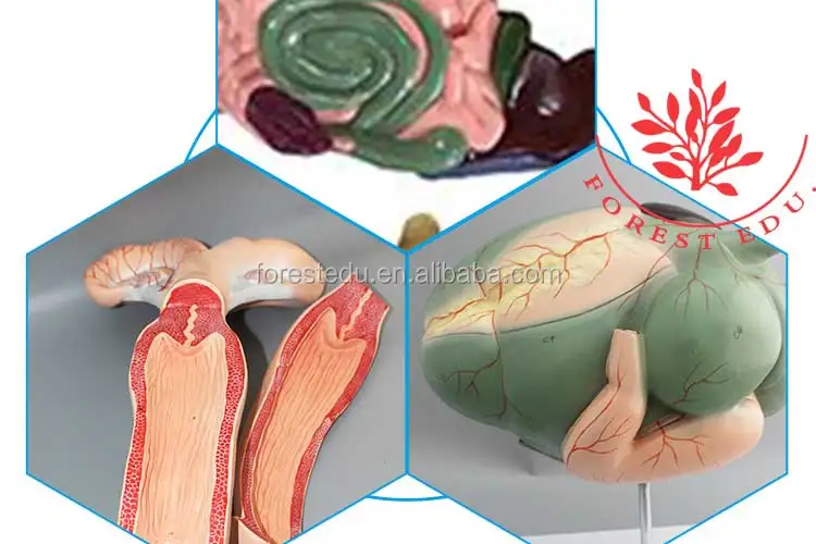 3 Cow anatomical model.jpg