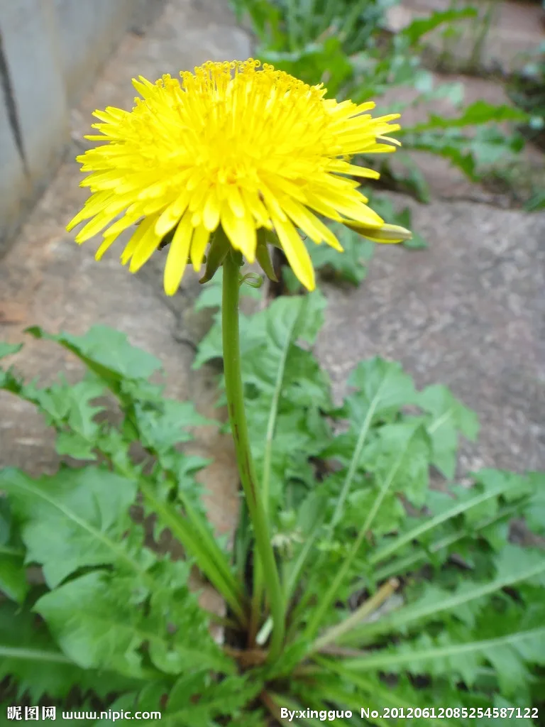 best-chinese-traditional-herb-medicine-dandelion-root-pu-gong-ying