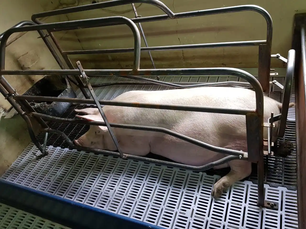 Станок Для Опороса Свиней Чертежи Фото Лучшая Фото Подборка