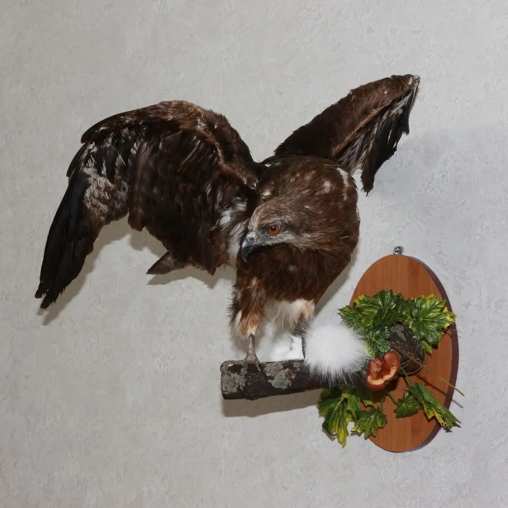 Buy Black Kite Taxidermy Bird Mount Stuffed Bird For Sale