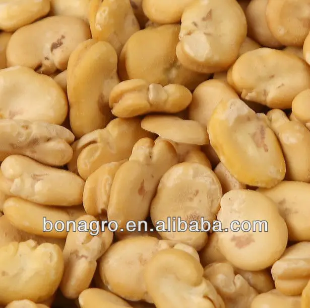 PEELED BROAD BEAN KERNELS-2