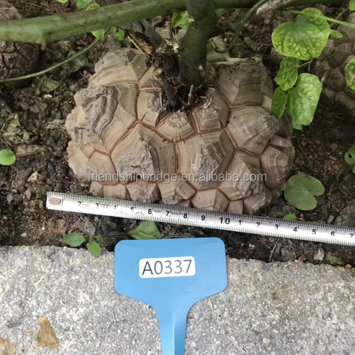 Dioscorea elephantipes 14.jpg