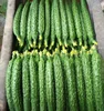 Vegetable Seeds Hybrid Fruit Cucumber seeds
