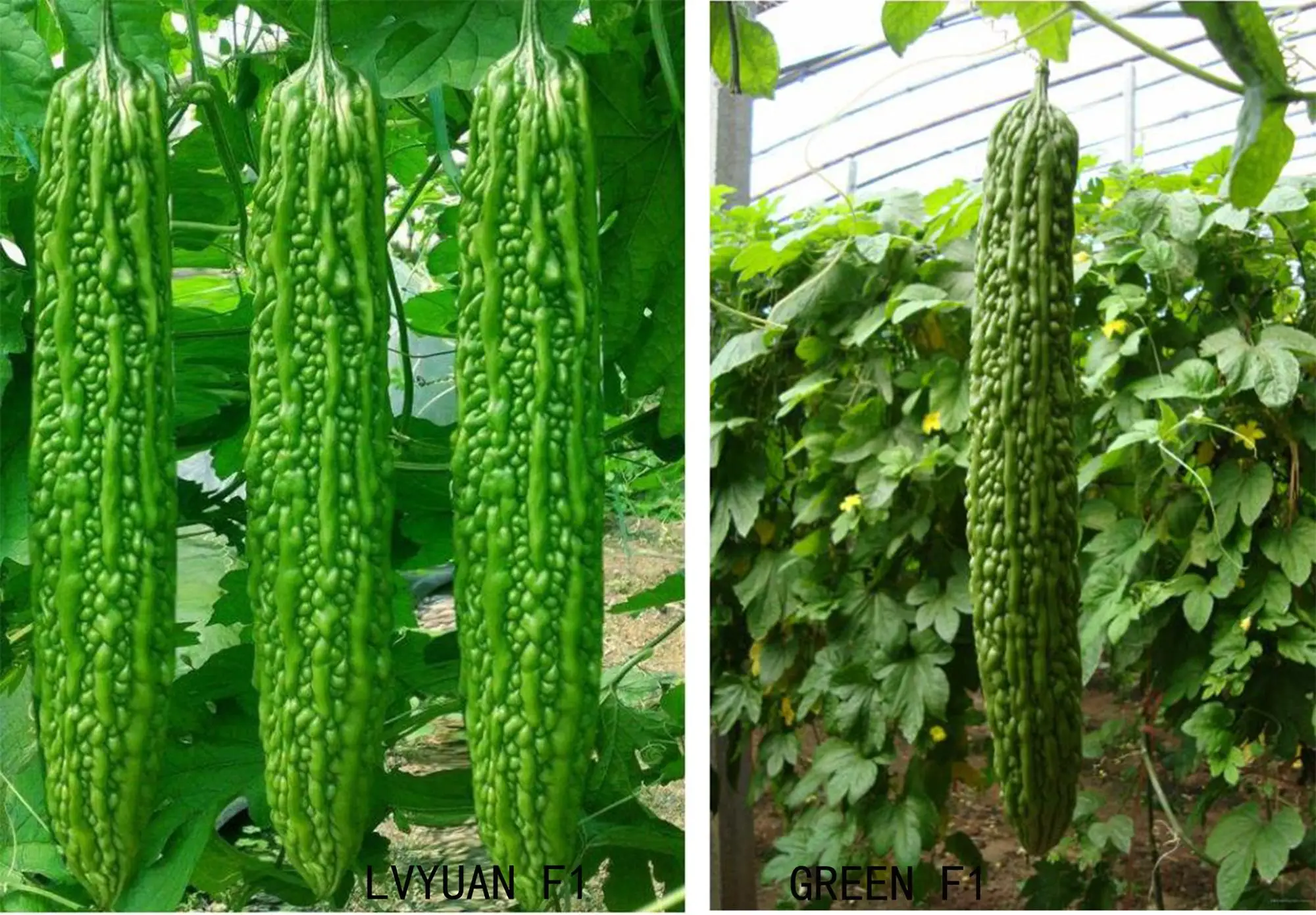 Ku Gua Good Quality Bitter Melon Seeds For Sale Bumper F1 Buy Bitter