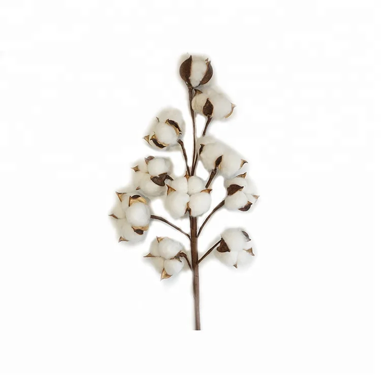 pack of 3 cotton stems, each stem is 21" tall 2.