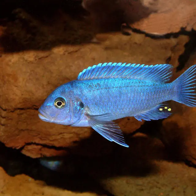 tropical fish cobalt ice blue cichlid (indofishexporter.