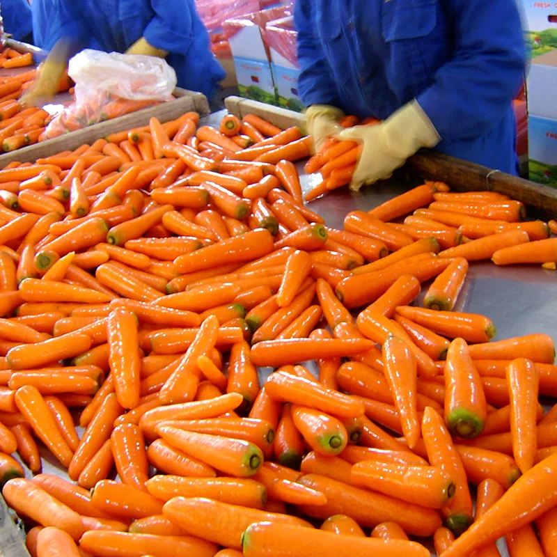
Wholesale organic carrots 