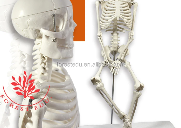 4 Anatomy skeleton.jpg