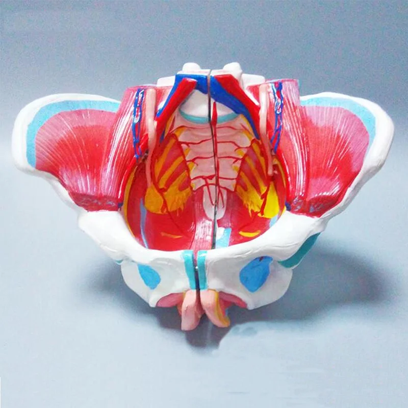 Vagina Medical Anatomy Model Female Study Transparent Female ...