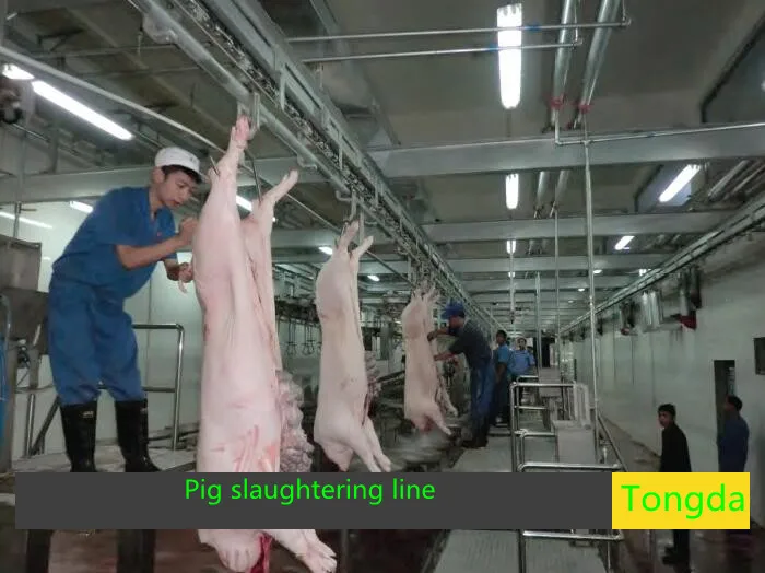 Pig slaughtering line (2).jpg
