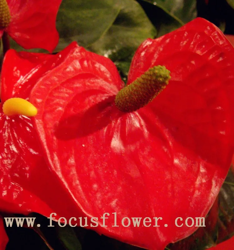 Wholesale Fresh Cut Flower Plants Anthurium From Kunming Buy Fresh