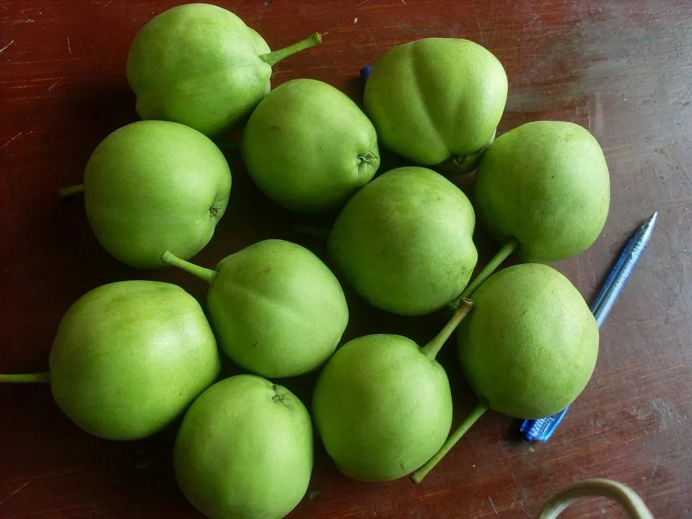 所有行业  农业 水果 新鲜水果  新鲜梨子