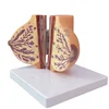 Female breast model at rest Breast model of infertile women